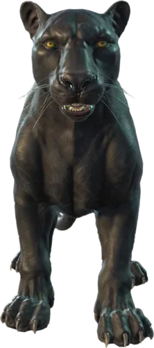 Black Jaguar